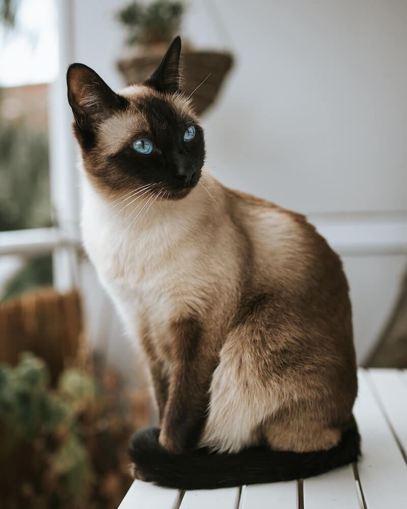 cat breeds with blue eyes - balinese