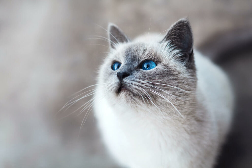 cat breeds with blue eyes - birman