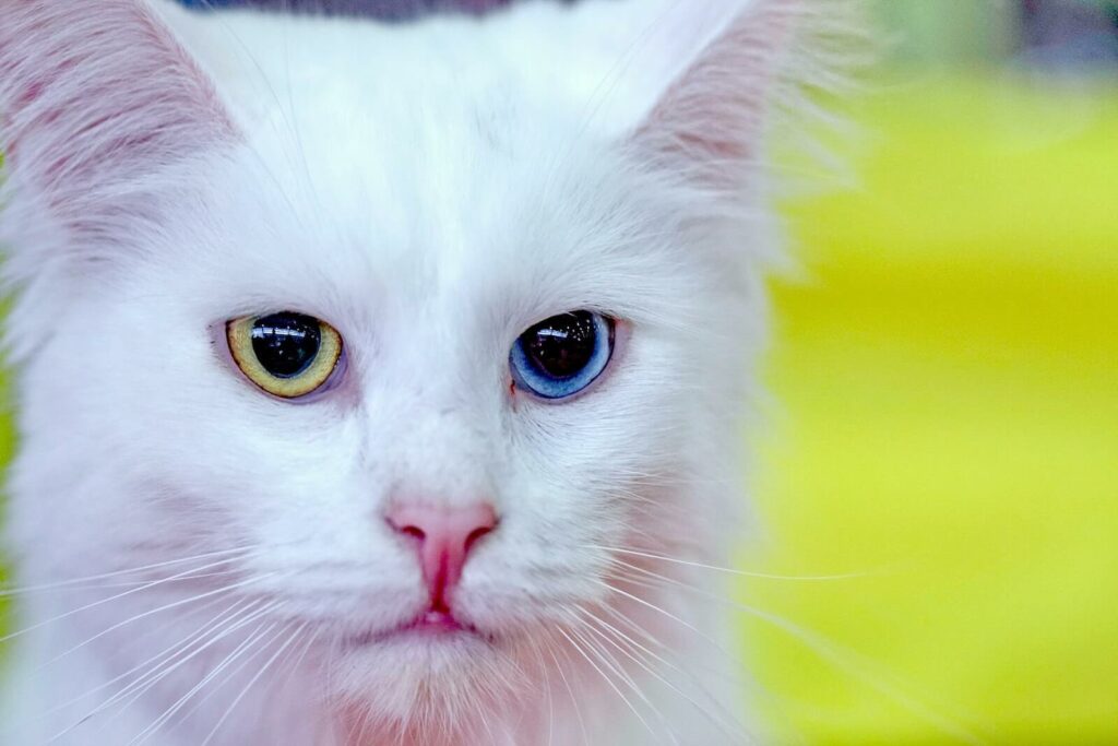 cat breeds with blue eyes - turkish angora