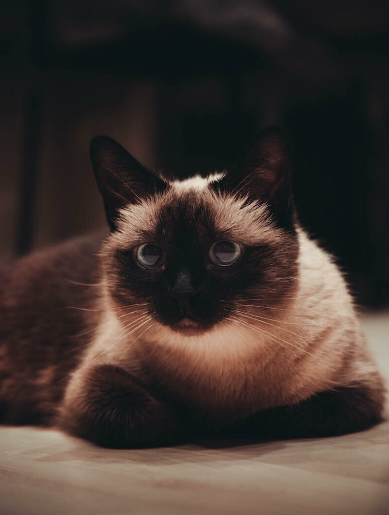 types of siamese cats - seal point