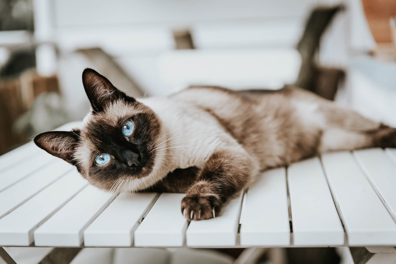 types of siamese cats
