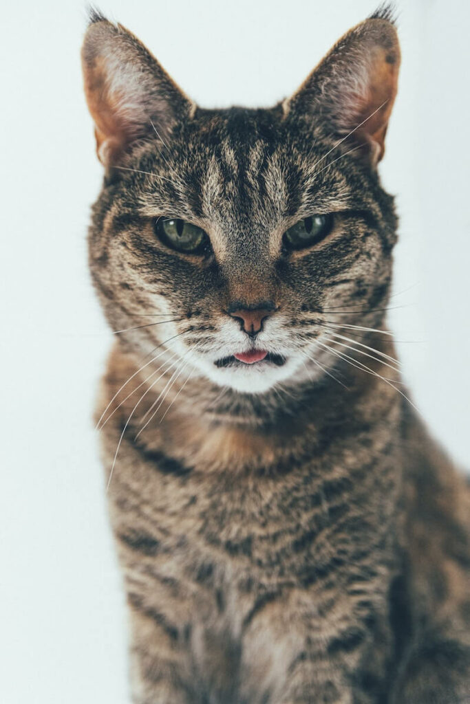 cat sticking tongue out - dementia