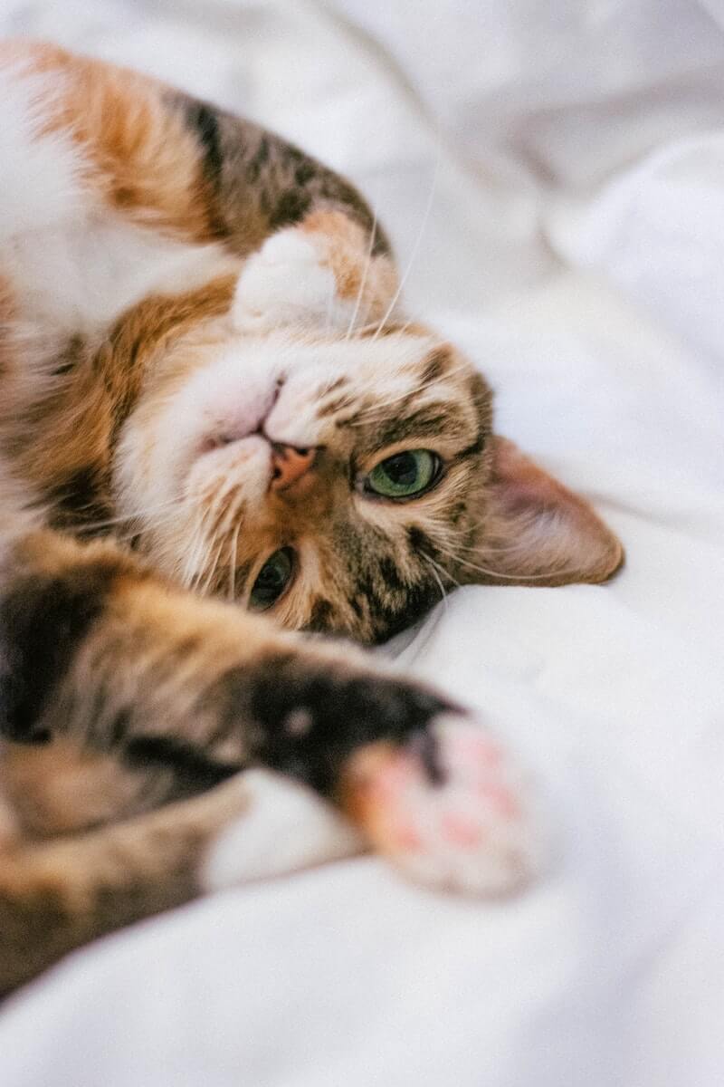 5 Cats that don't shed or shed less - Feline Paws