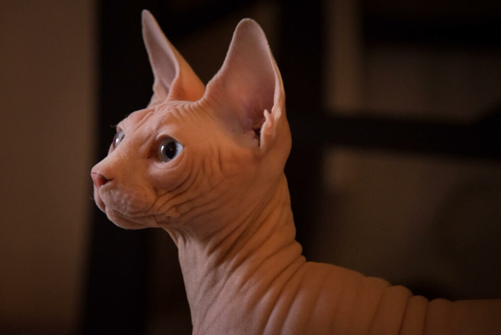 cats that don't shed - sphynx