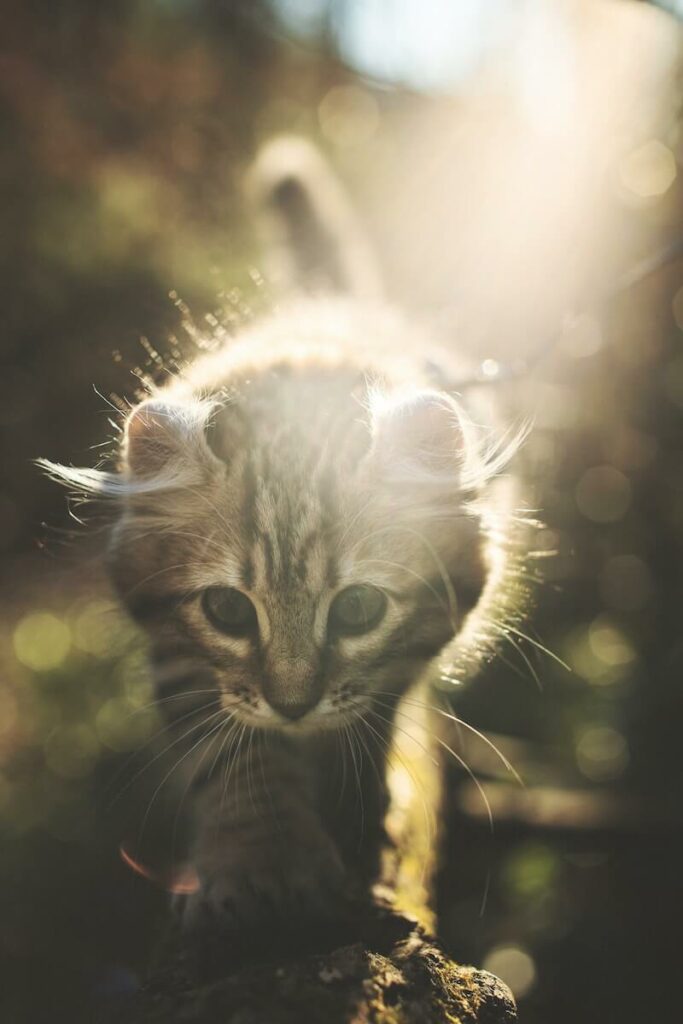 cutest cat breeds - american curl