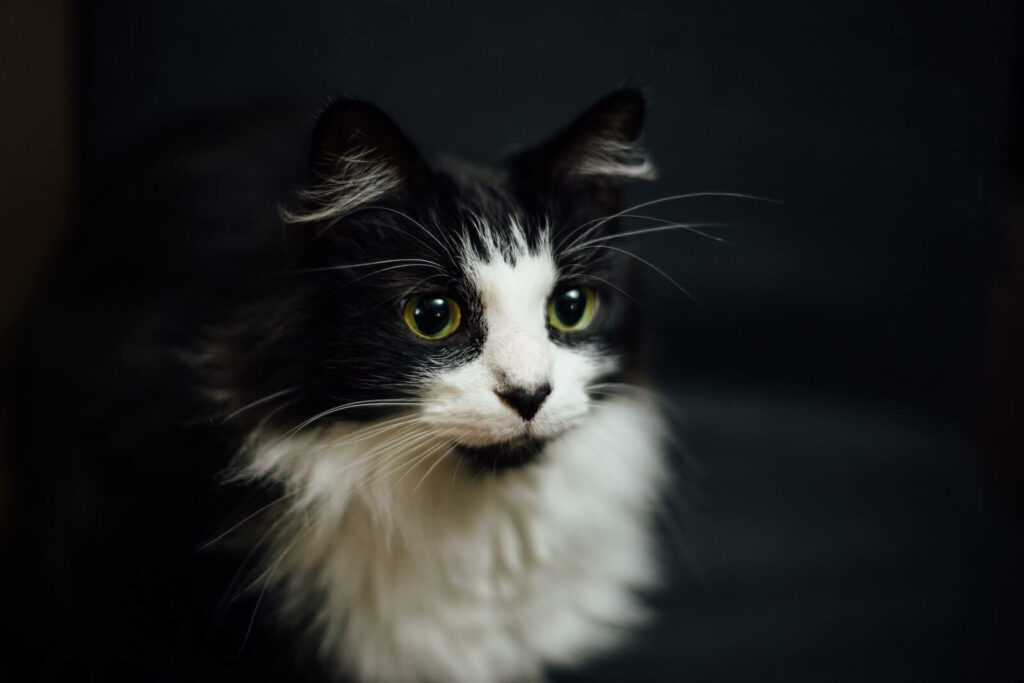cutest cat breeds - cymric