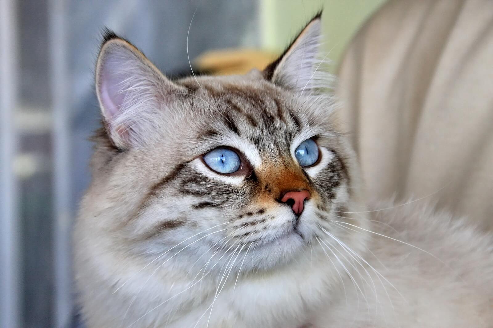 siberian cat colors