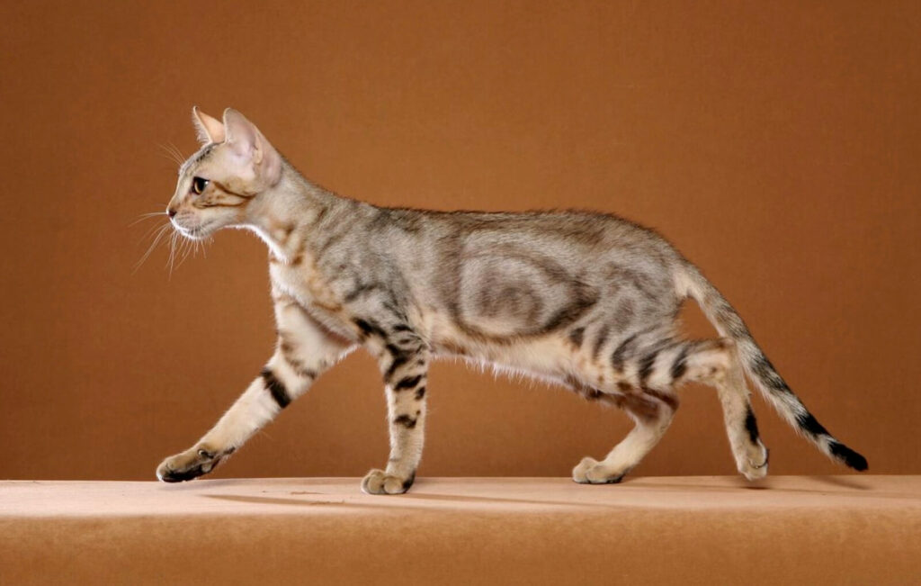 sokoke cat - characteristics