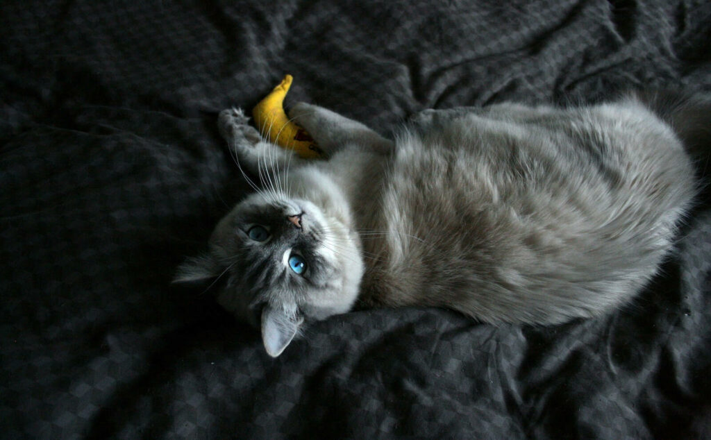 what smells do cats hate - banana