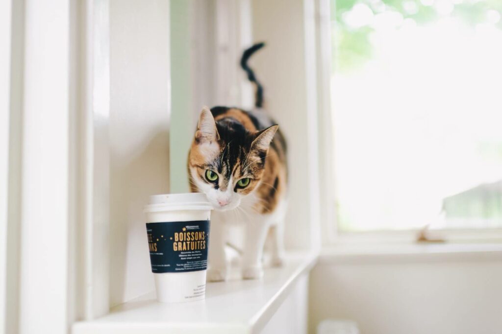 what smells do cats hate - coffee