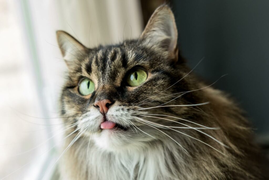 why do cats stick their tongue out - blepping