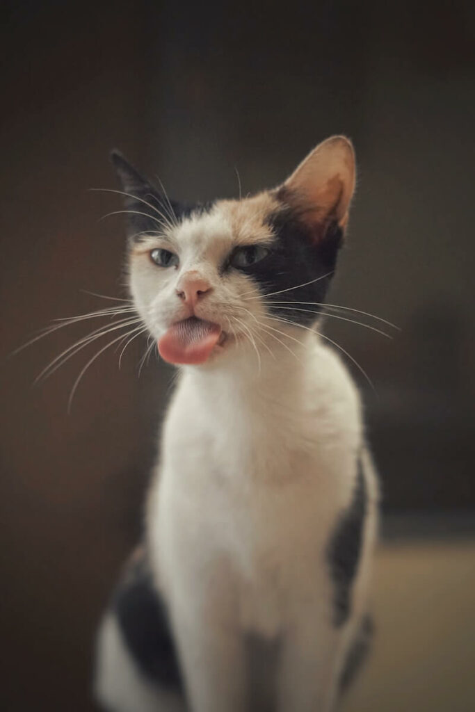 why do cats stick their tongue out - something stuck