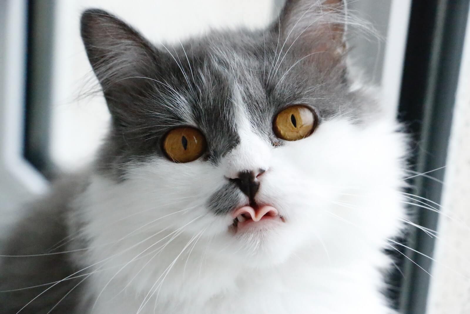 why do cats stick their tongue out