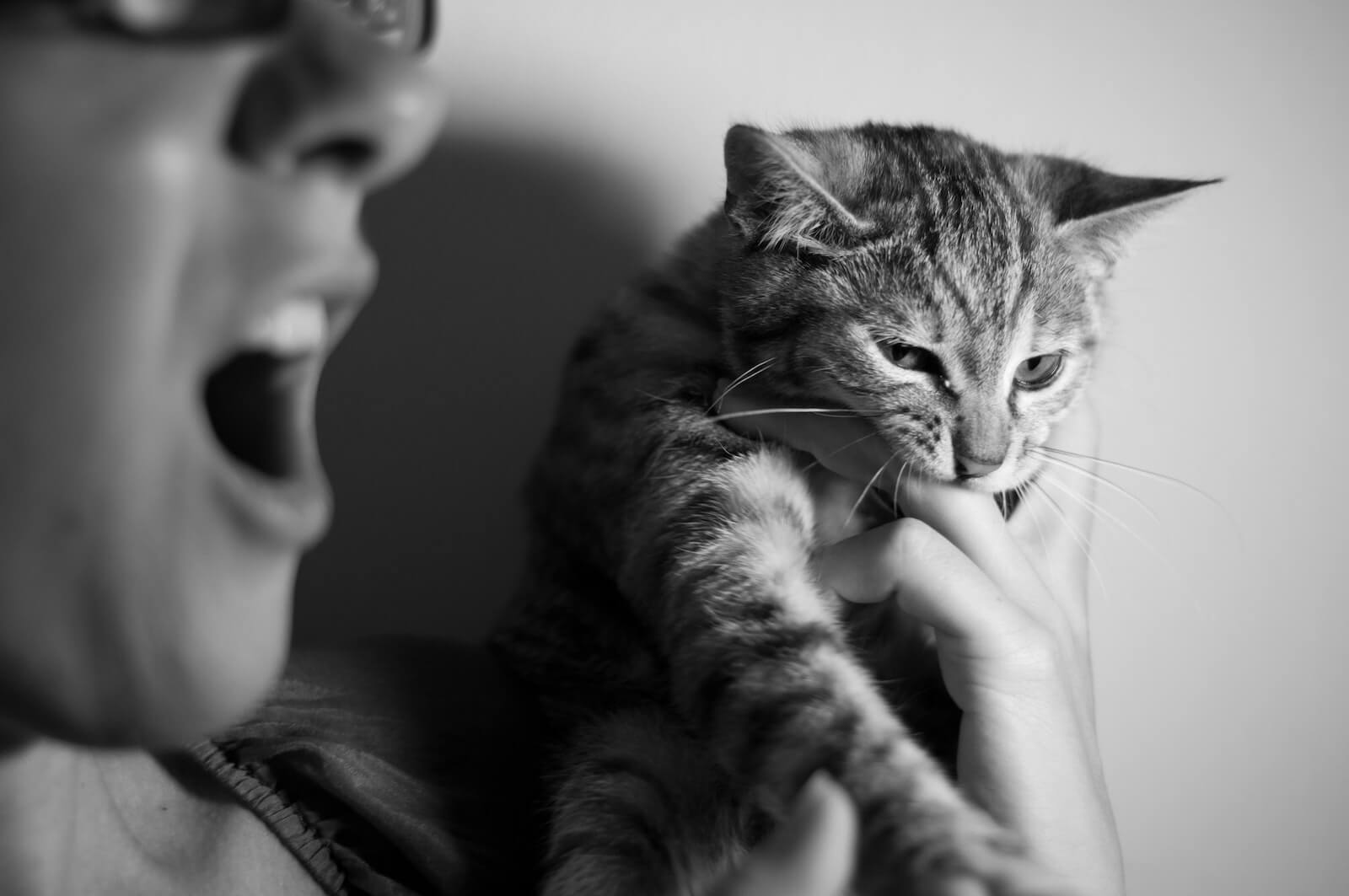 why-does-my-cat-lick-me-then-bite-me-feline-paws