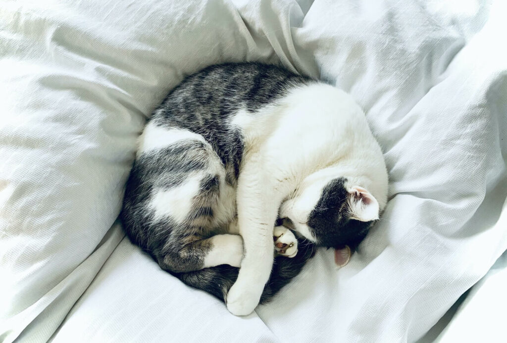 cat sleeping positions when sick - fetal