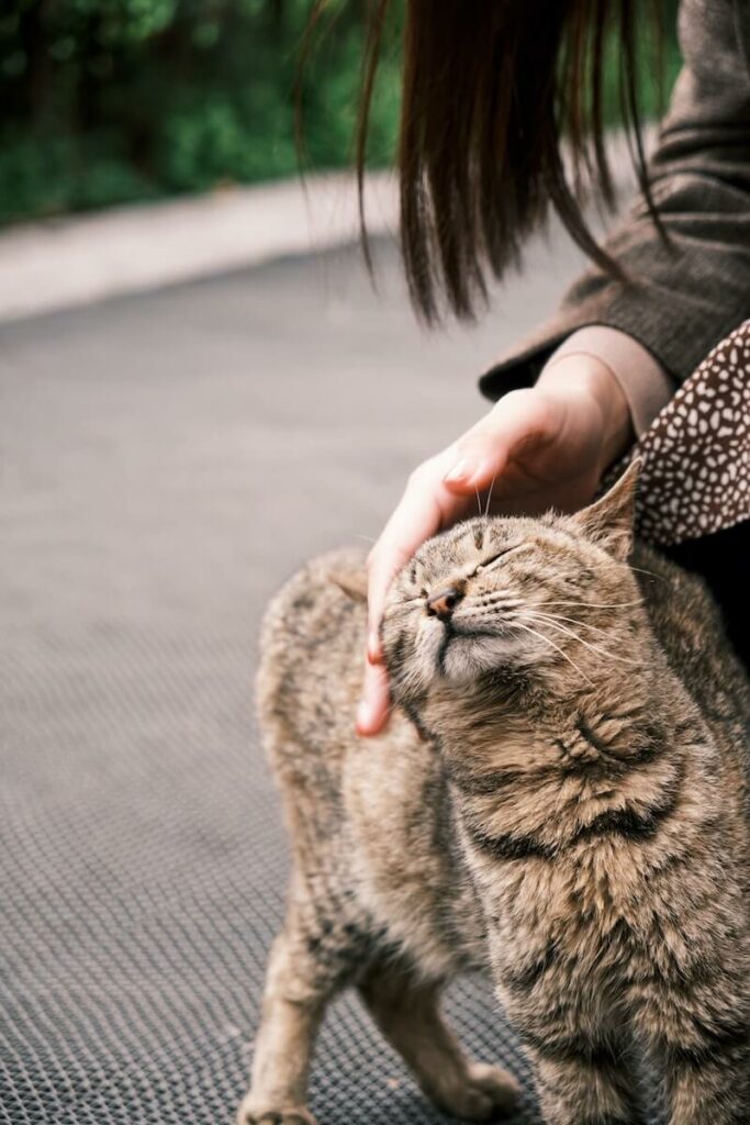 why do cats rub against you - saying hello