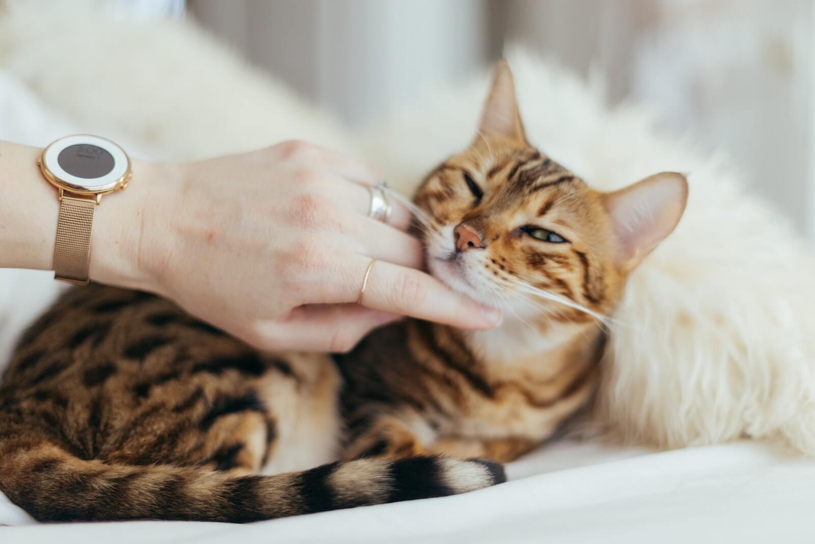 Why Do Cats Rub Against You 4 Common Reasons Feline Paws