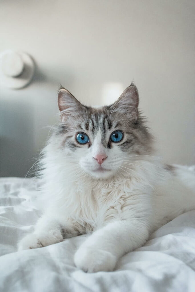 are ragdoll cats hypoallergenic - cleaning