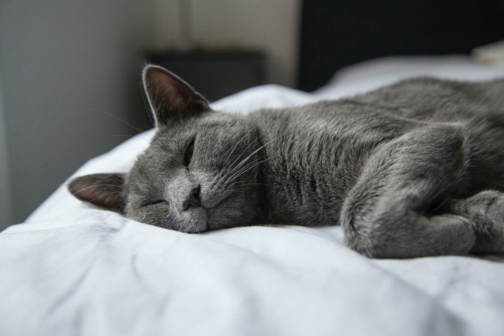 best cat for indoors - russian blue