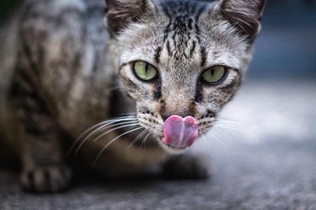 can cats eat popcorn - nutrition