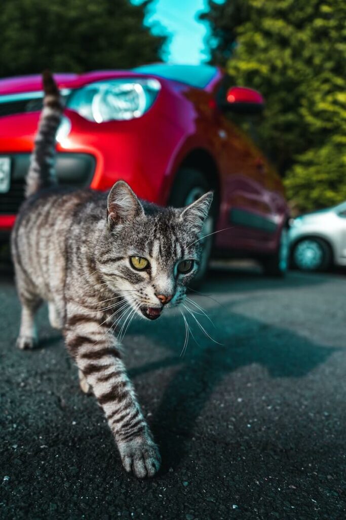 cat panting in car - overheating