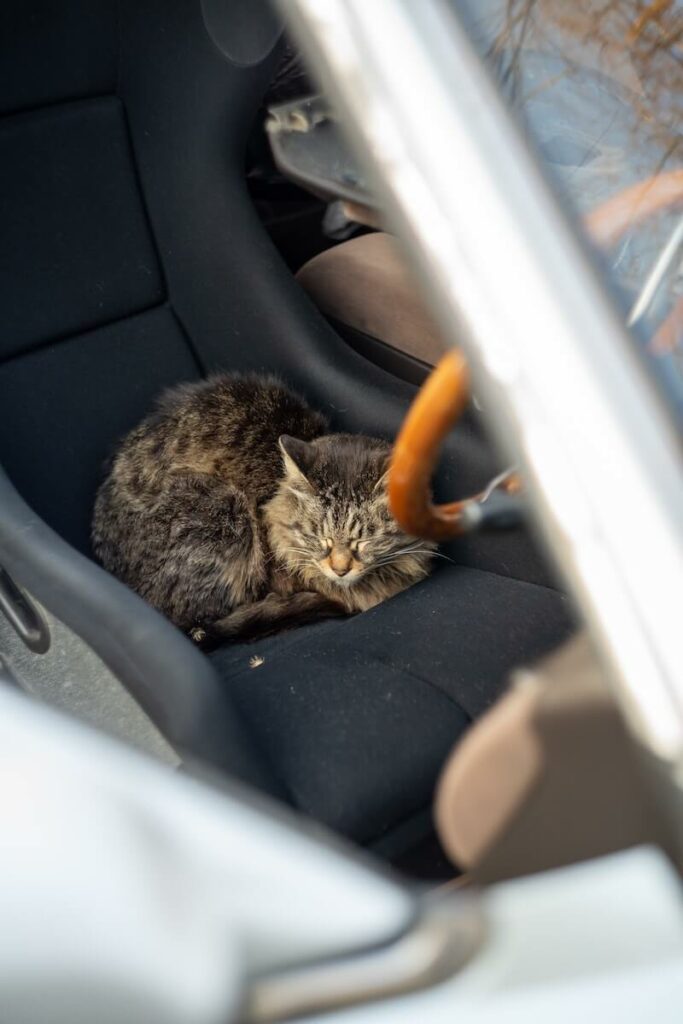 cat panting in car - smell safe place