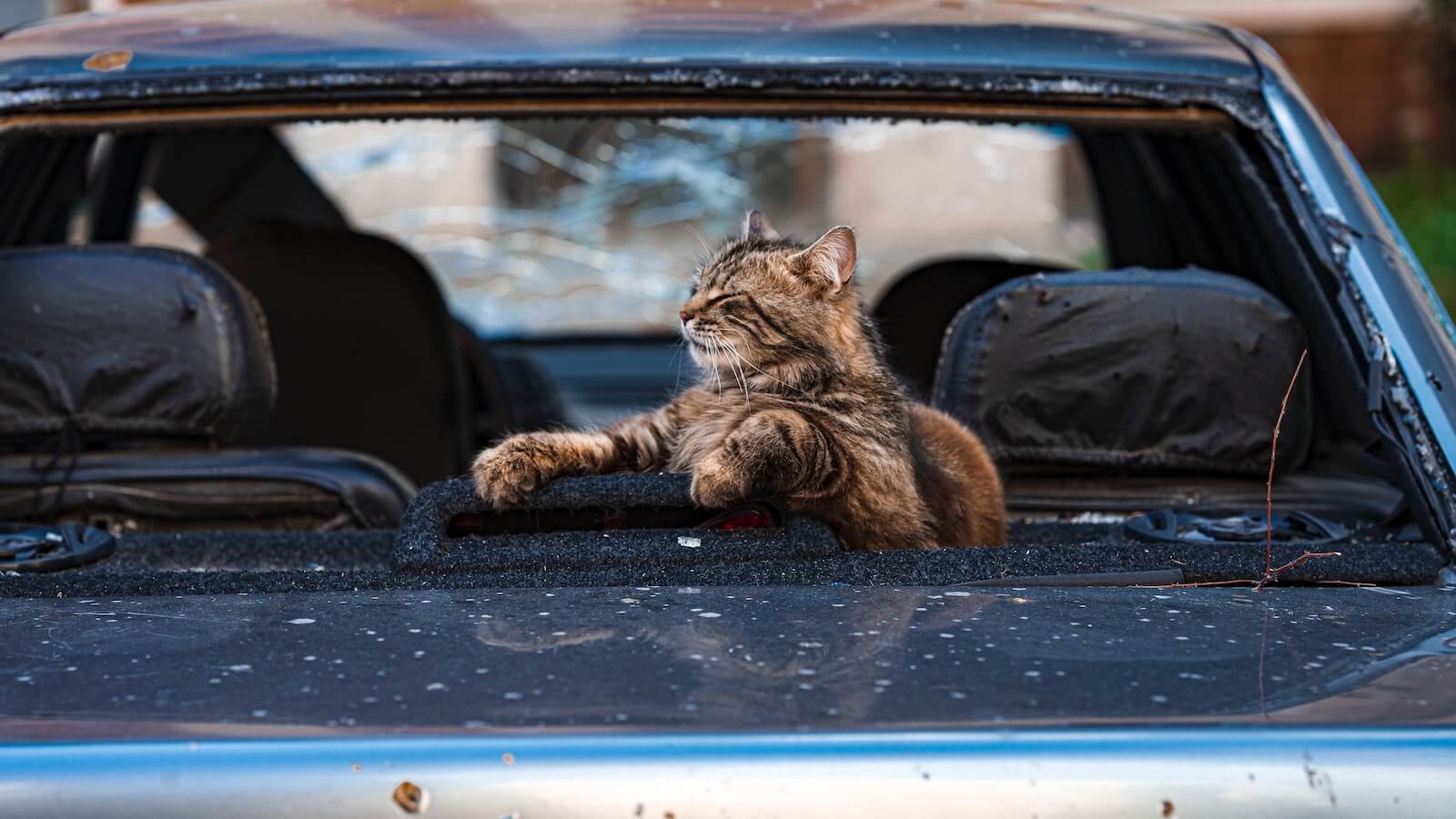 cat panting in car