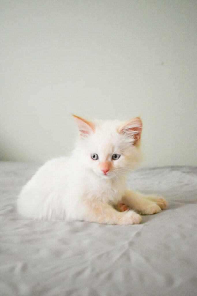 flame point siamese - appearanec