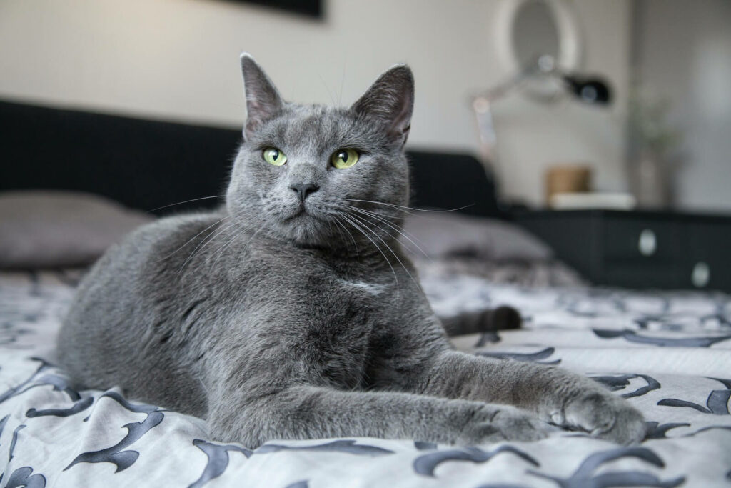 gray-cat-names-original-ideas-for-a-new-member-feline-paws