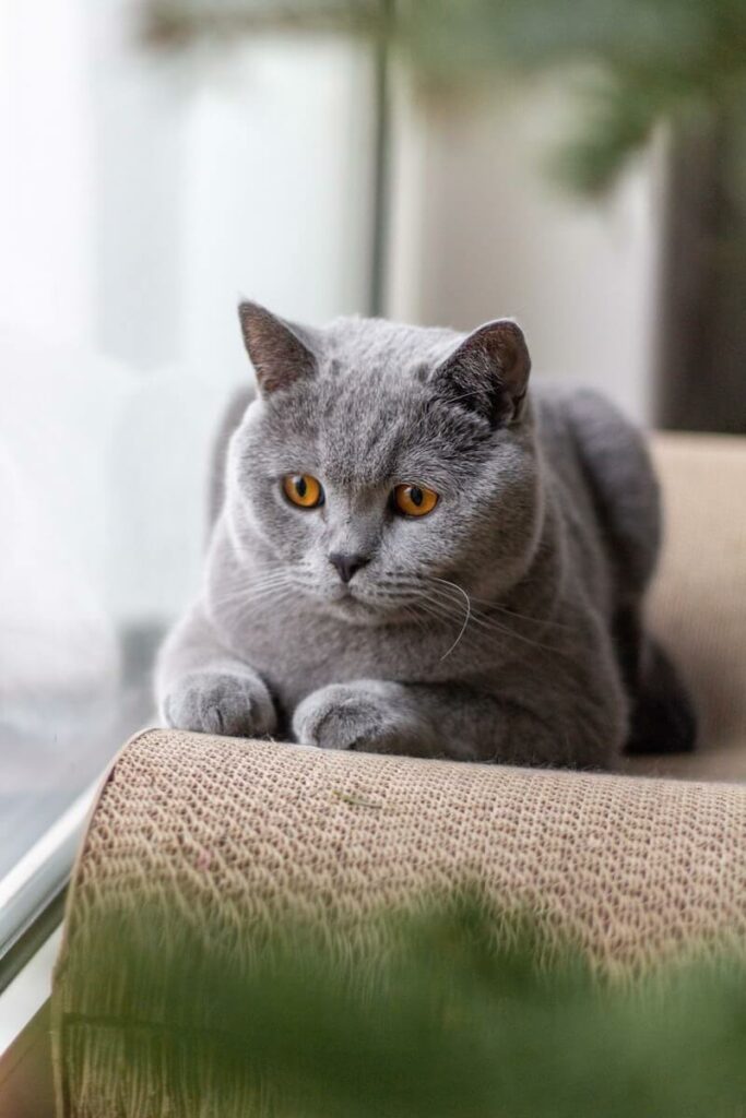 gray cat names - meaning