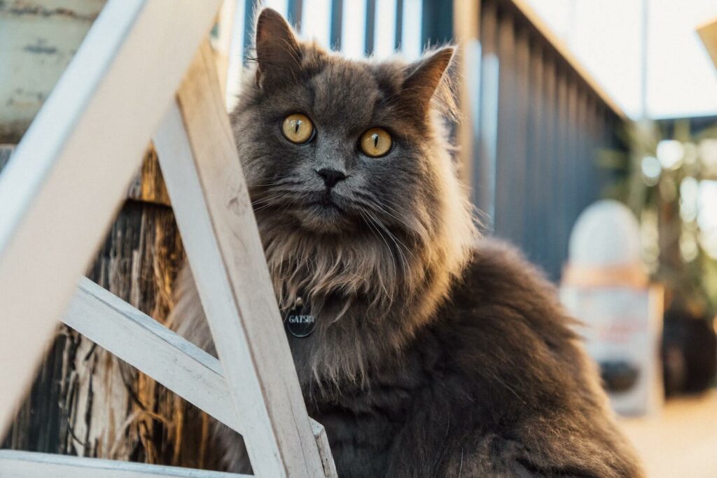 maine coon ragdoll mix - characteristics