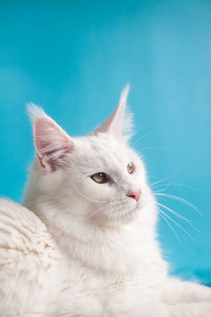 maine coon ragdoll mix - health