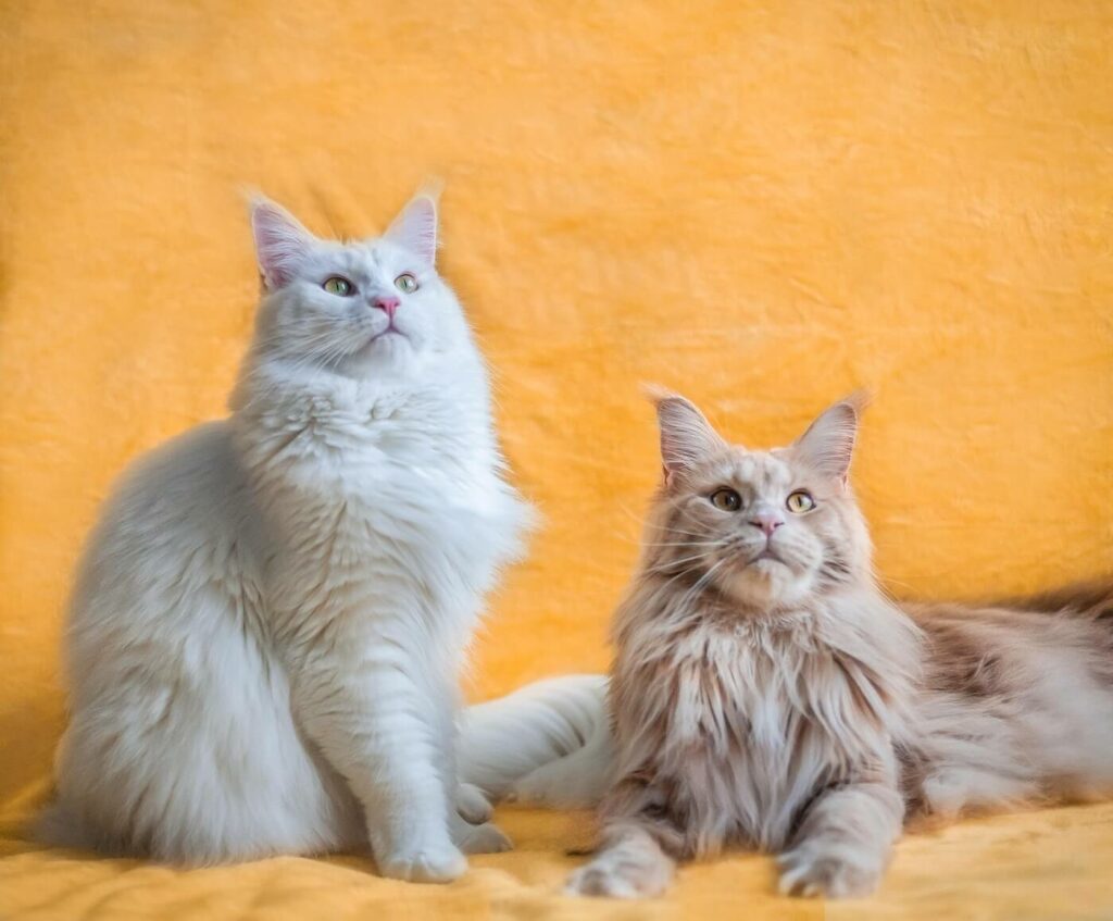 maine coon ragdoll mix - personality