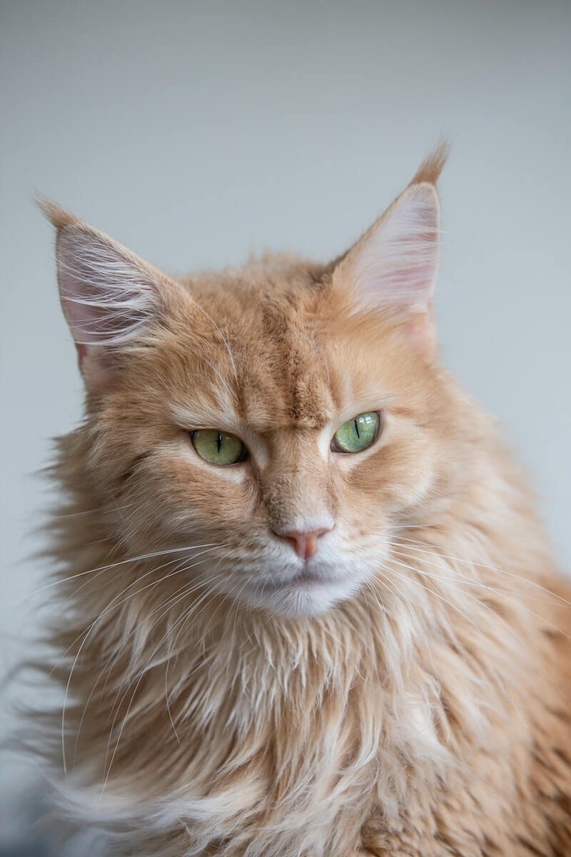 Maine Coon vs. regular cat: what's the difference? - Feline Paws