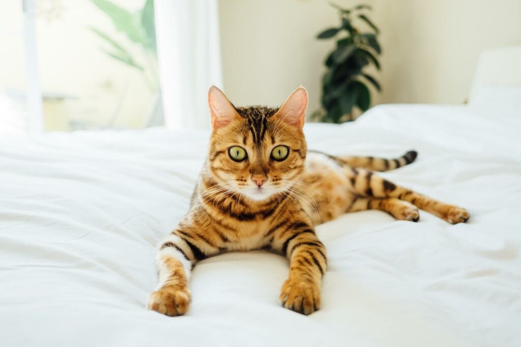 tabby cat personality - bengal