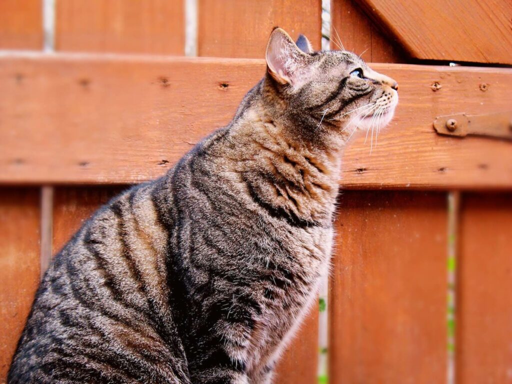 tabby cat personality - classic