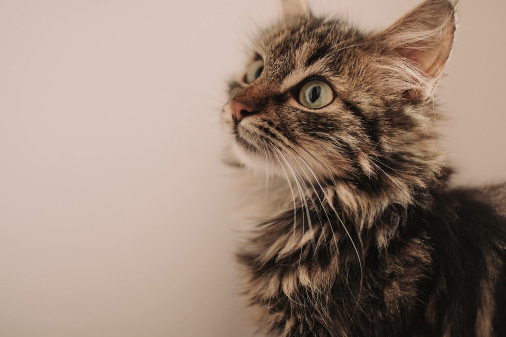 tabby cat personality - maine coon
