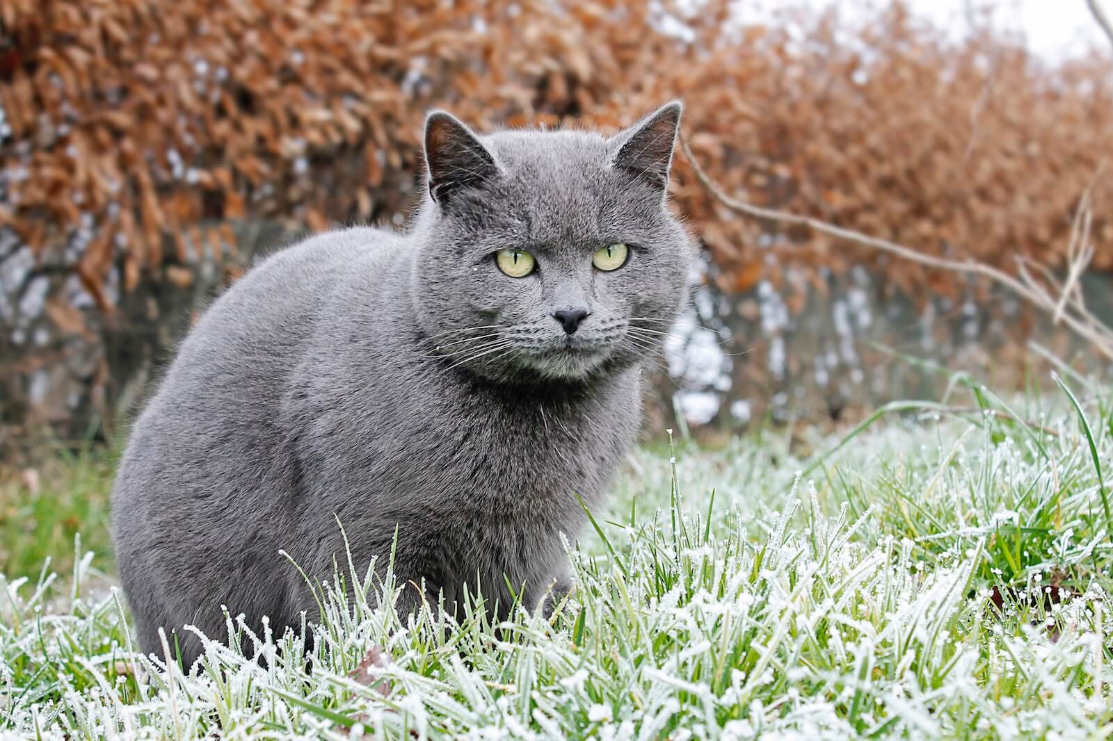 Gray Cat Names: Original Ideas For A New Member - Feline Paws