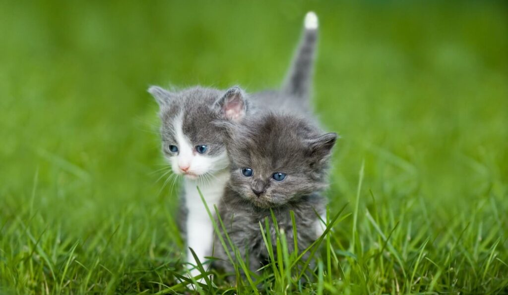 when do kittens start walking - grass