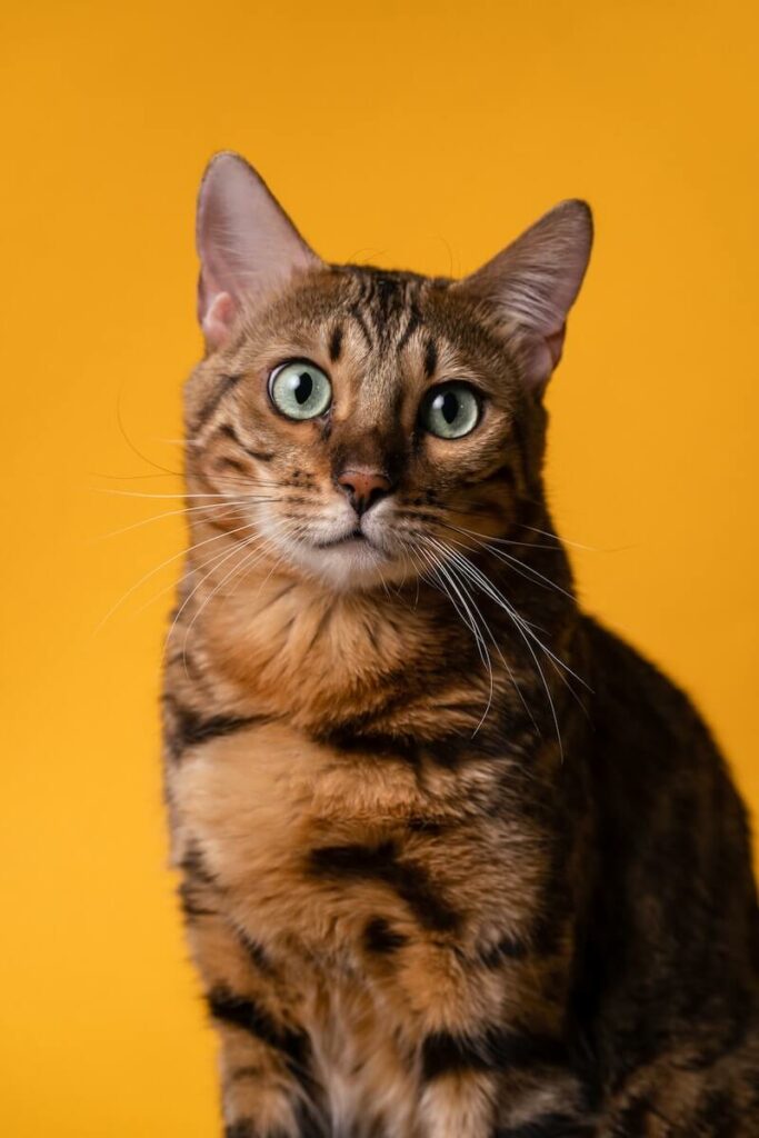 names for female bengal cats