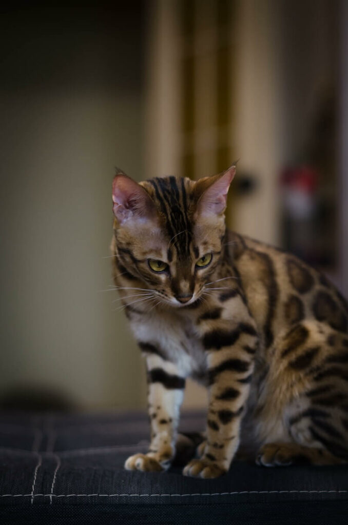 names for male bengal cats