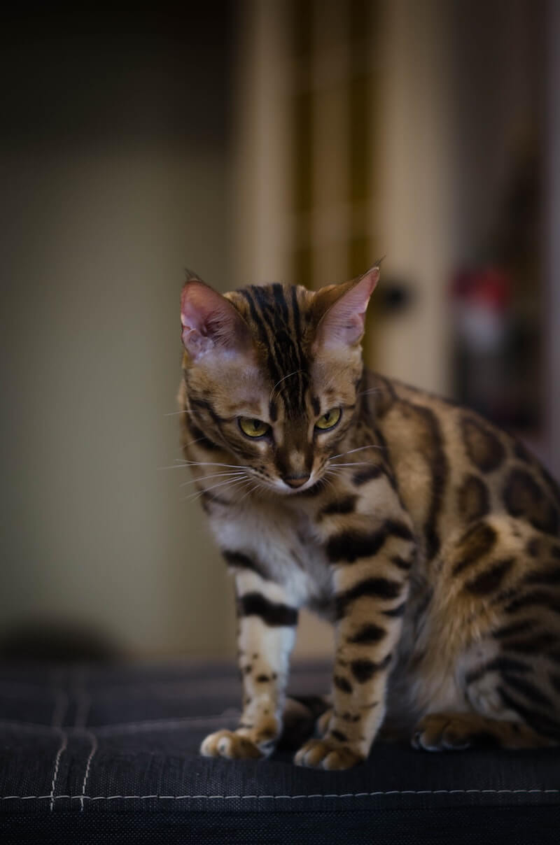 nom pour chat male bengal