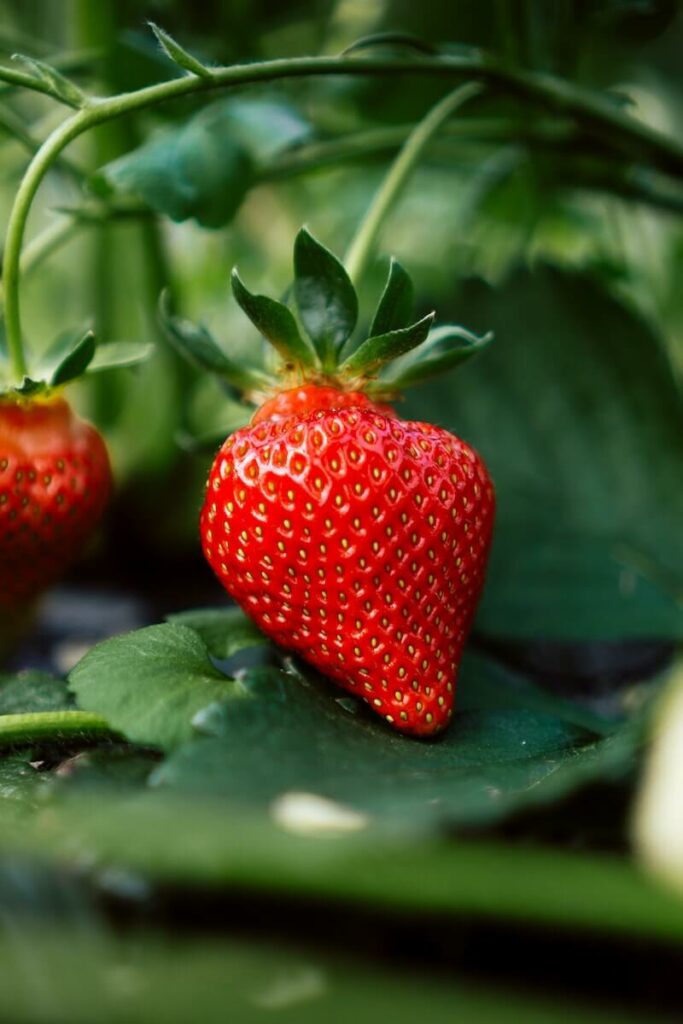 can cats eat strawberries - safe or not
