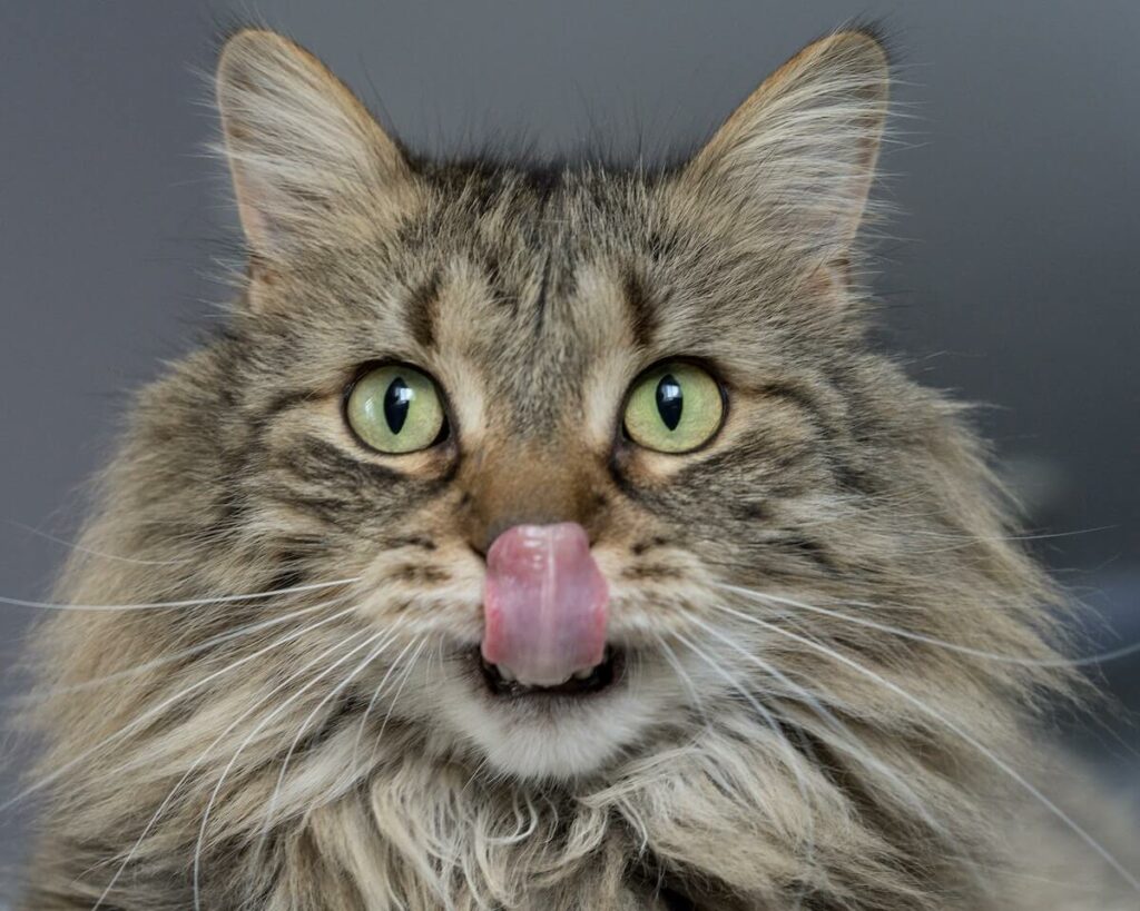 can cats eat strawberries - side effects