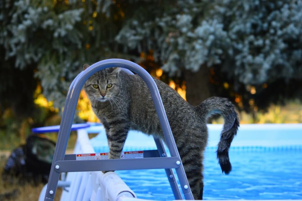 can cats swim - don't like water