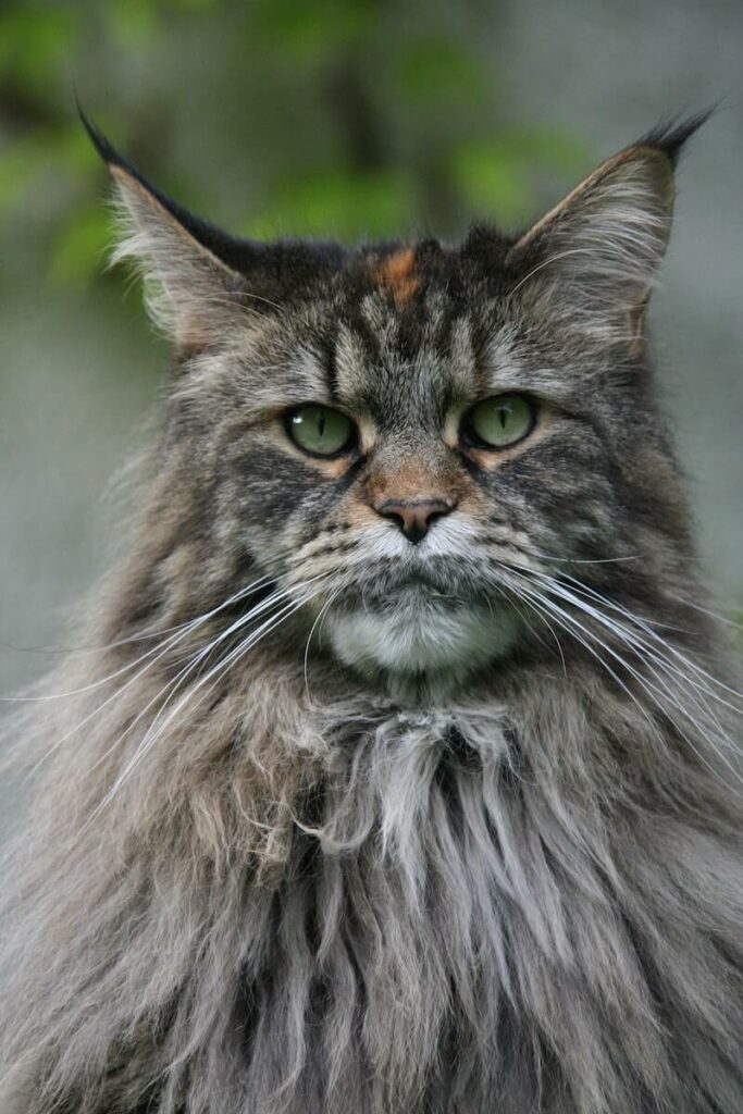 european maine coon - personality