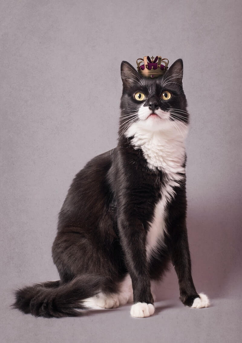 50-most-popular-tuxedo-cat-names-in-2022-all-about-cats