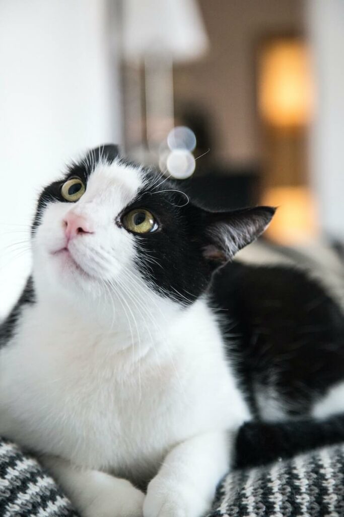 most common cat color - bicolor tuxedo