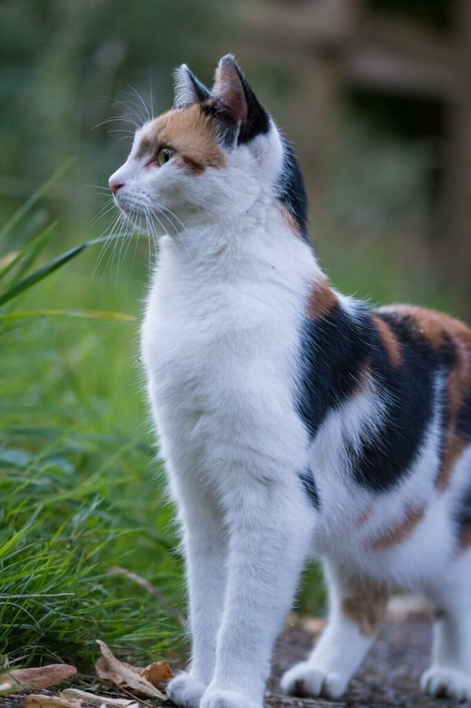 most common cat color - tricolor calico