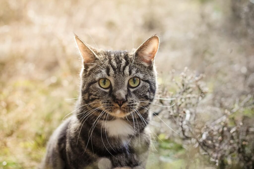 most common cat color - tricolor tabby